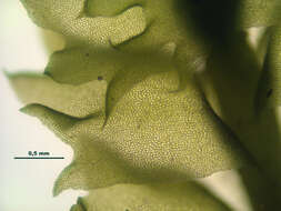 Image of Barbilophozia barbata (Schmidel ex Schreb.) Loeske
