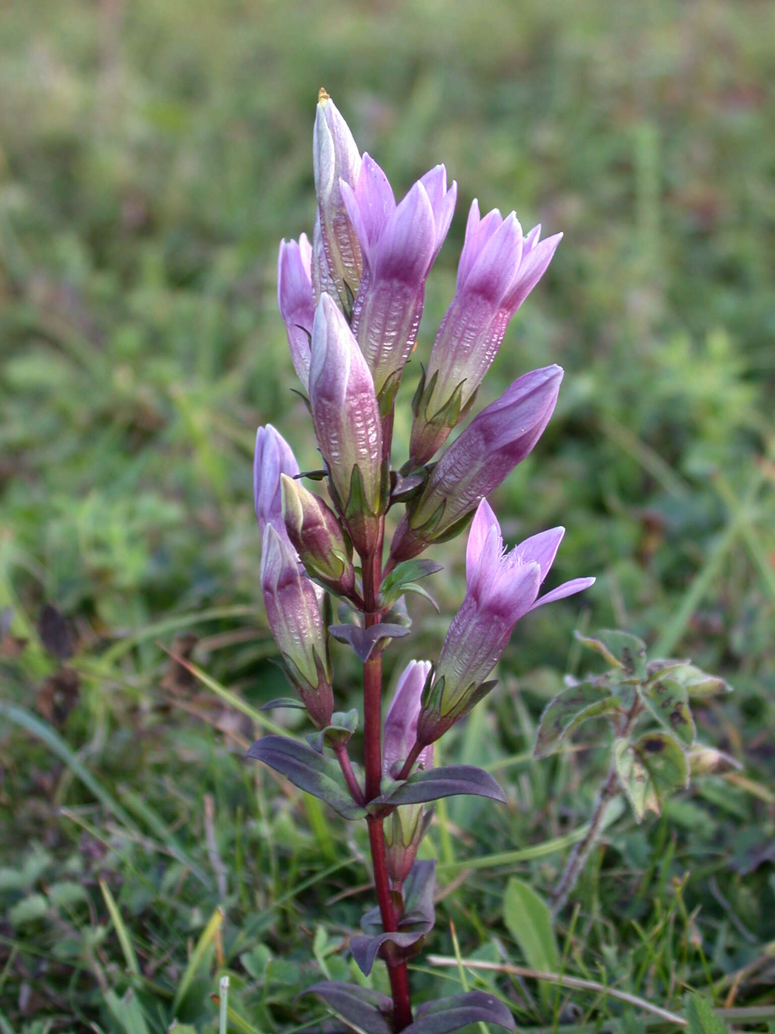 Image of chiltern gentian