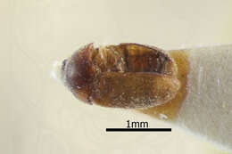 Image of Khapra beetle