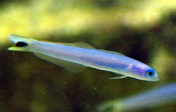 Image of Blacktail goby