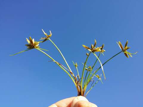 Image of Yellow Flat Sedge