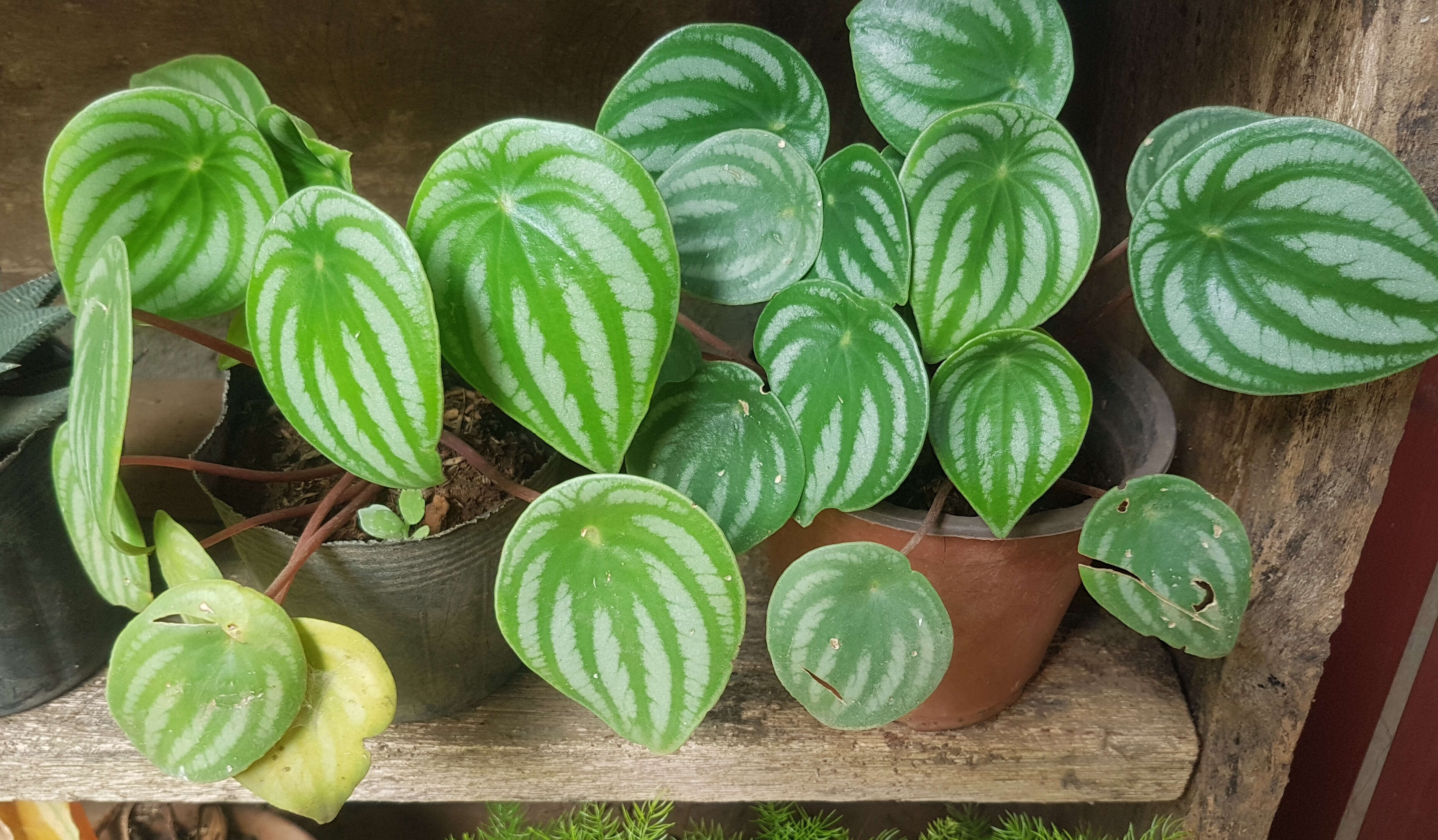 Image of Peperomia argyreia (Miq.) E. Morr.