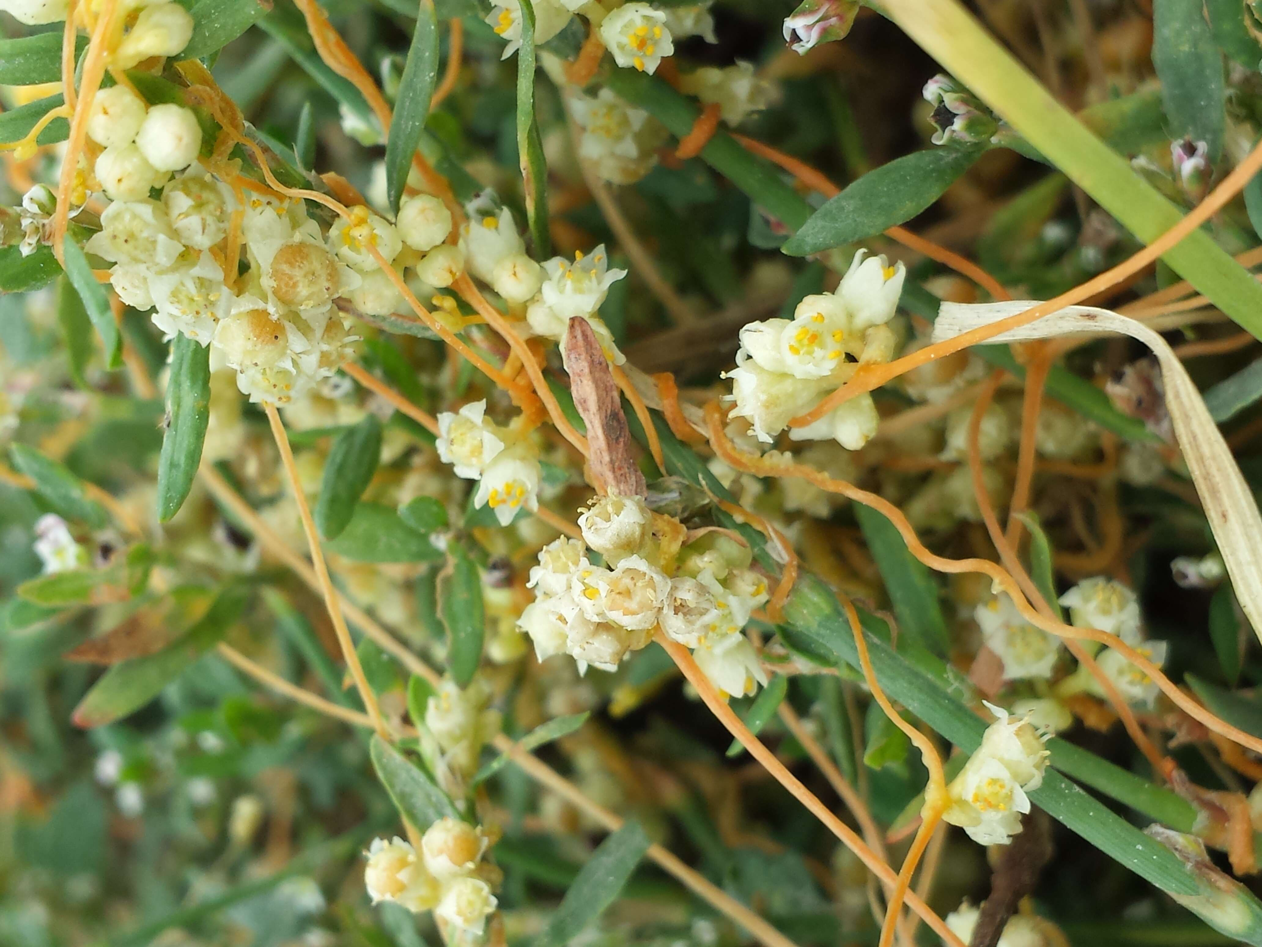 Image of Cuscuta campestris