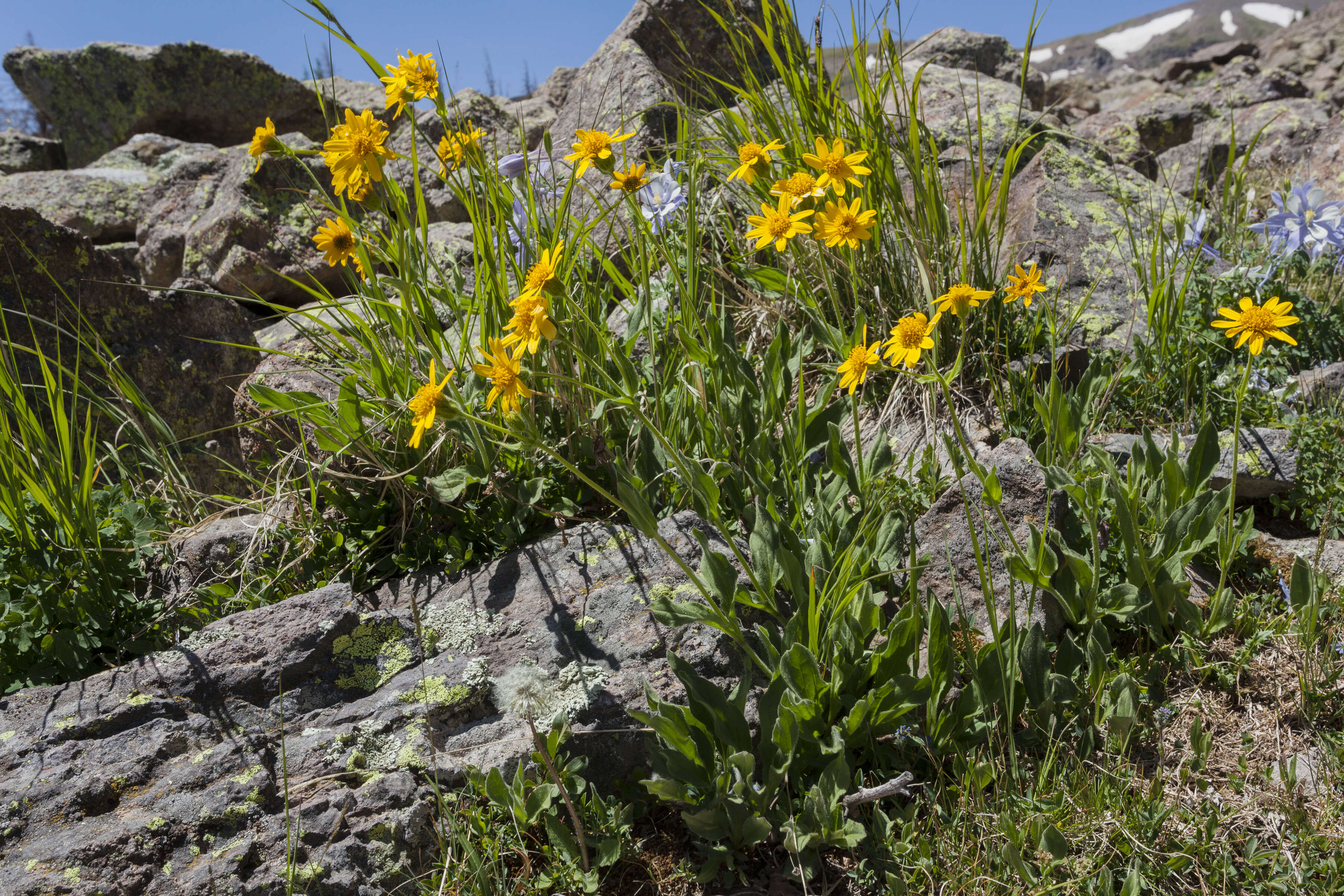 Image of hairy arnica