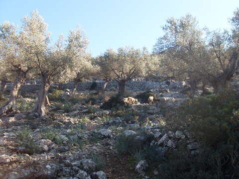 Plancia ëd Olea europaea L.