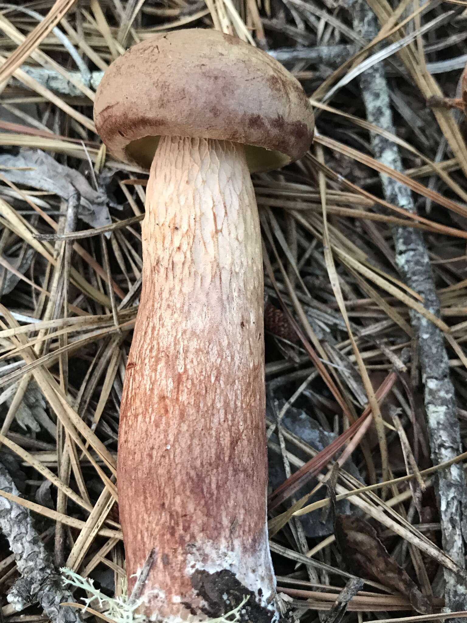 Слика од Aureoboletus projectellus (Murrill) Halling 2015