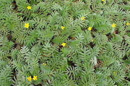 Image of silverweed cinquefoil