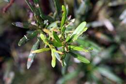 Image of Podocarpus oleifolius D. Don