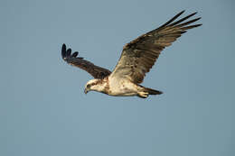 Image of Eastern Osprey