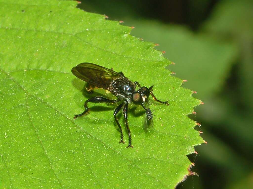 Image of Choerades marginata