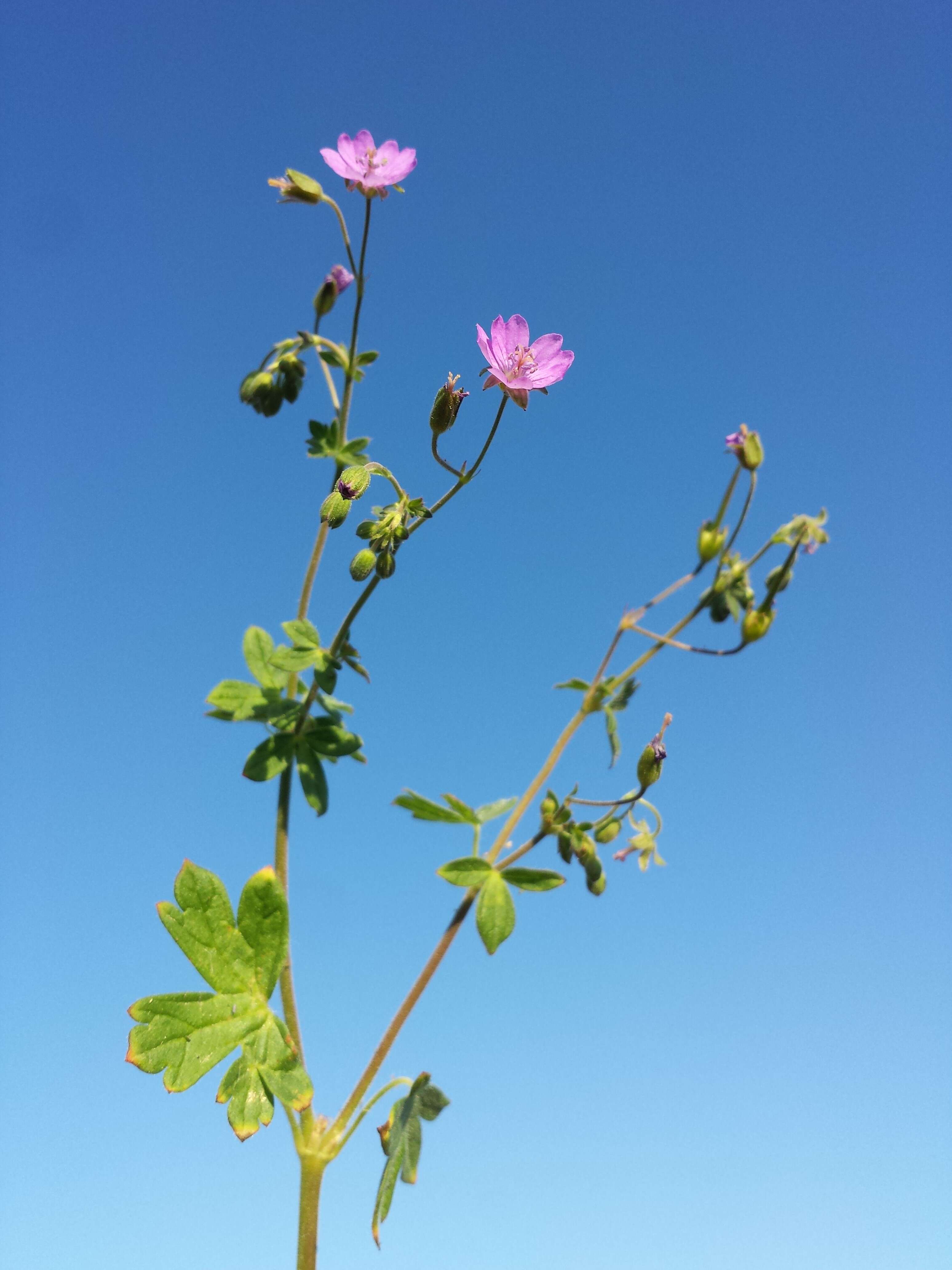 Image of hedgerow geranium