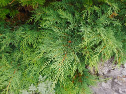 Image of Siberian Cypress
