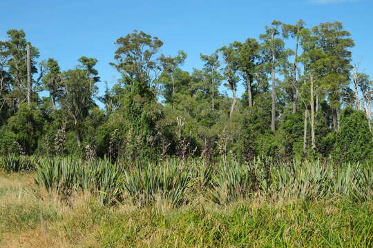 Image of White Pine