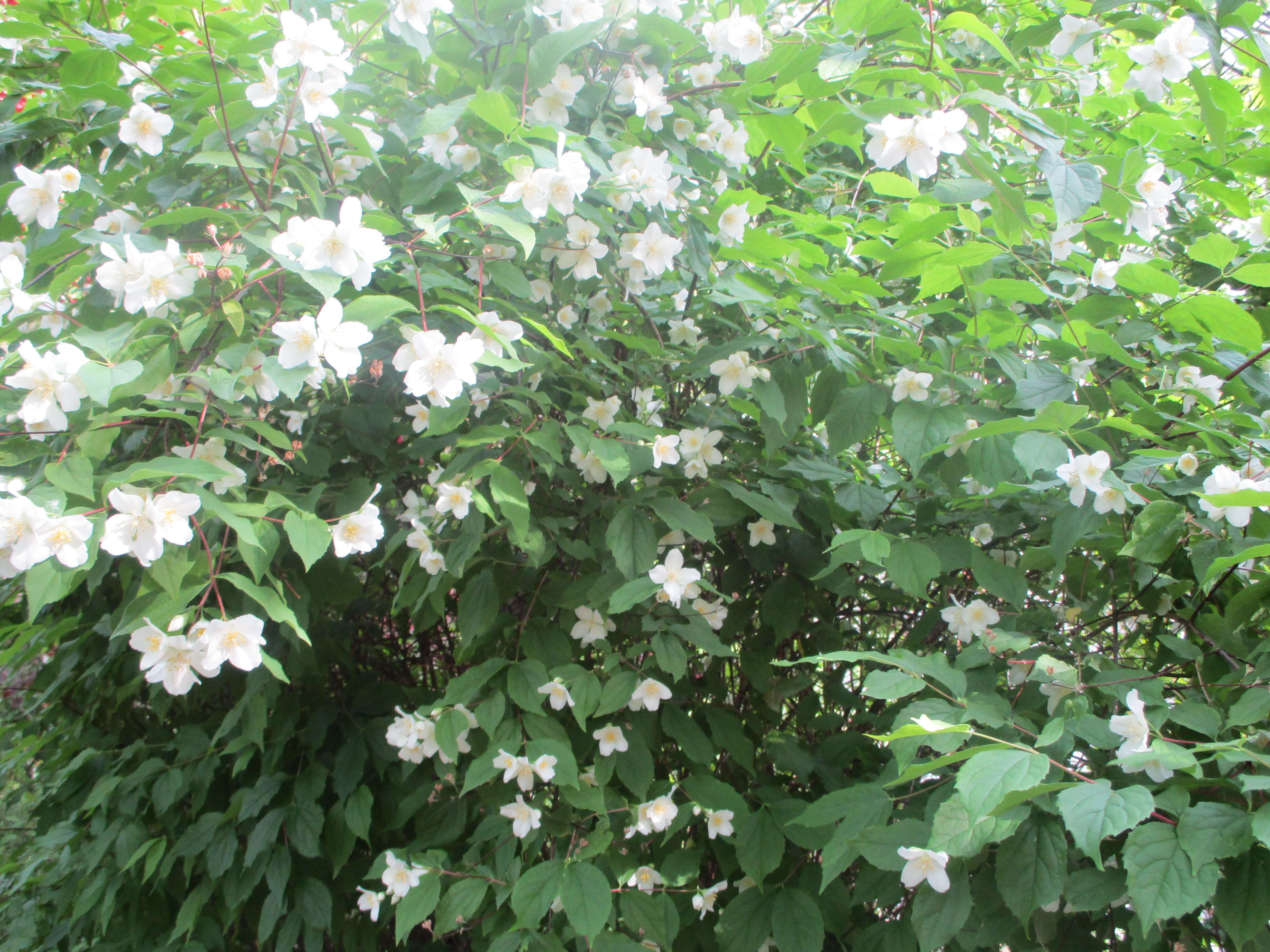 Image of sweet mock orange