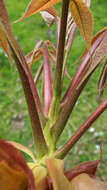 Image of shellbark hickory