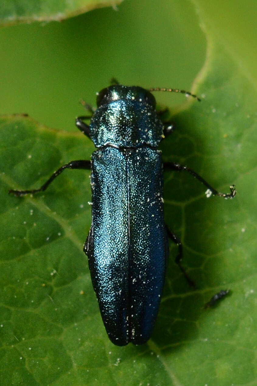 Imagem de Agrilus cyanescens (Ratzeburg 1837)