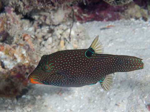 Image of False-eyed Pufferfish