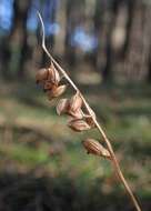 Image of Dwarf rattlesnake plantain (America)