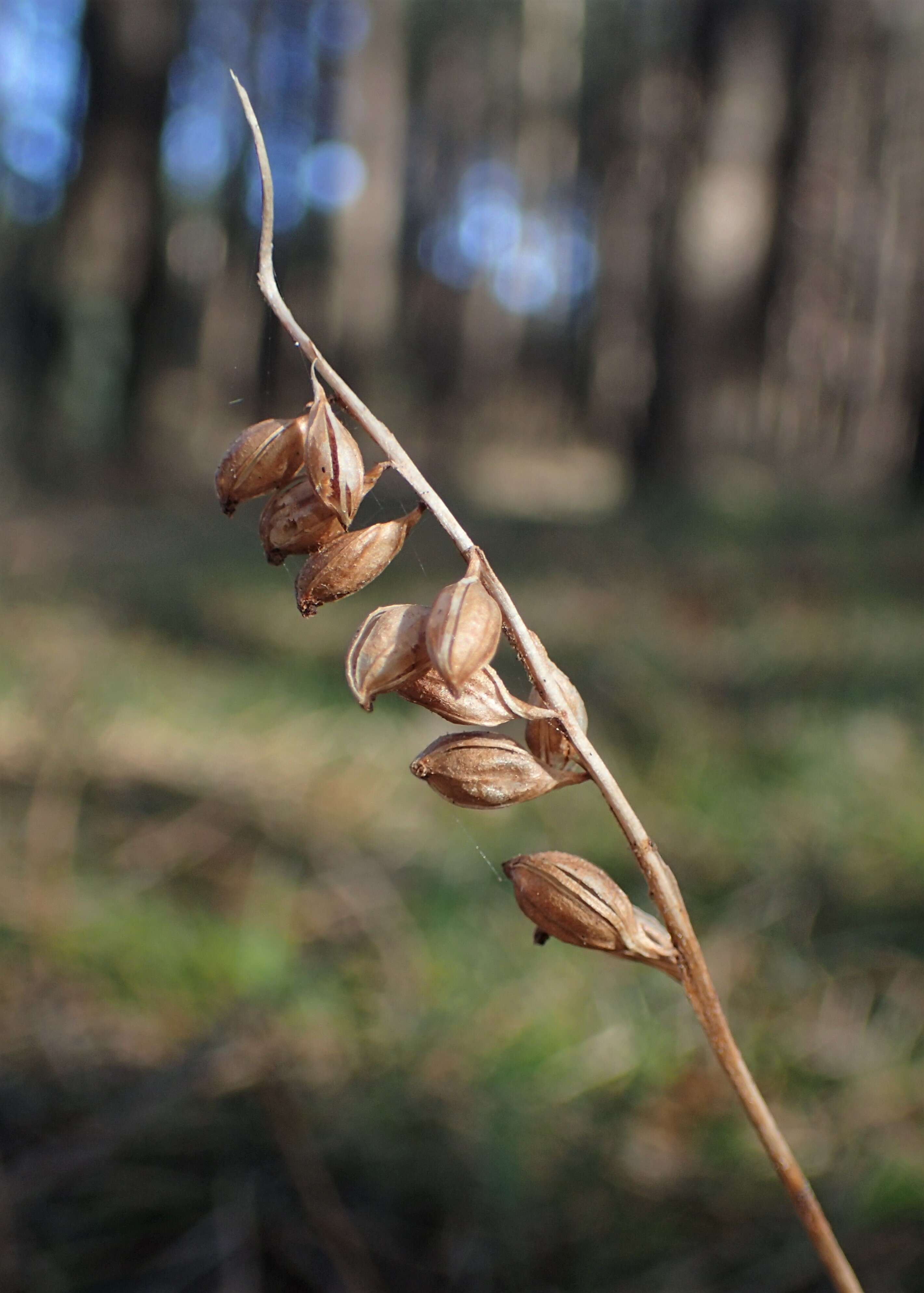 Image of Dwarf rattlesnake plantain (America)