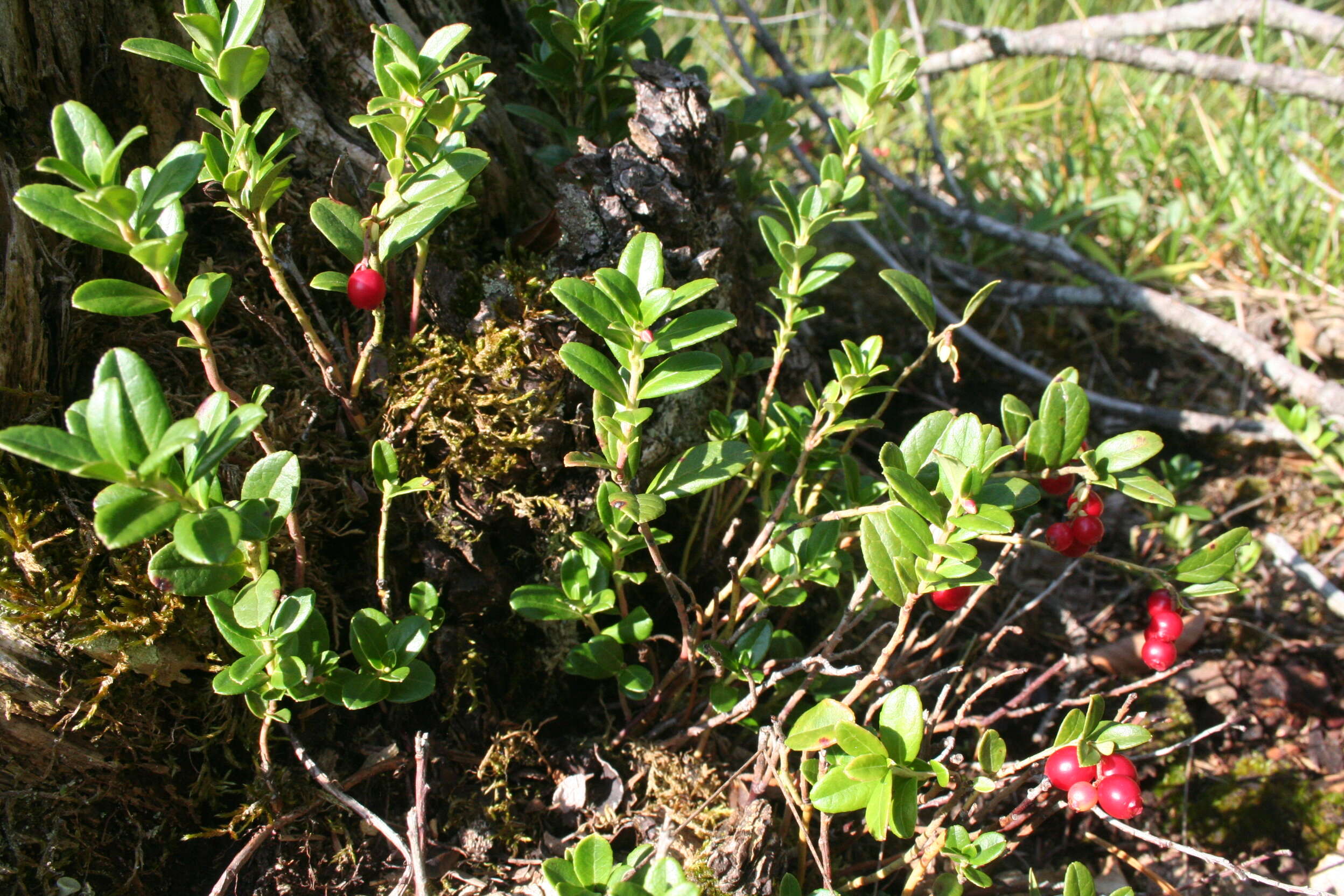 Image of lingonberry