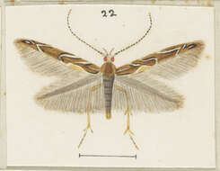 Image of Pyroderces apparitella Walker 1864