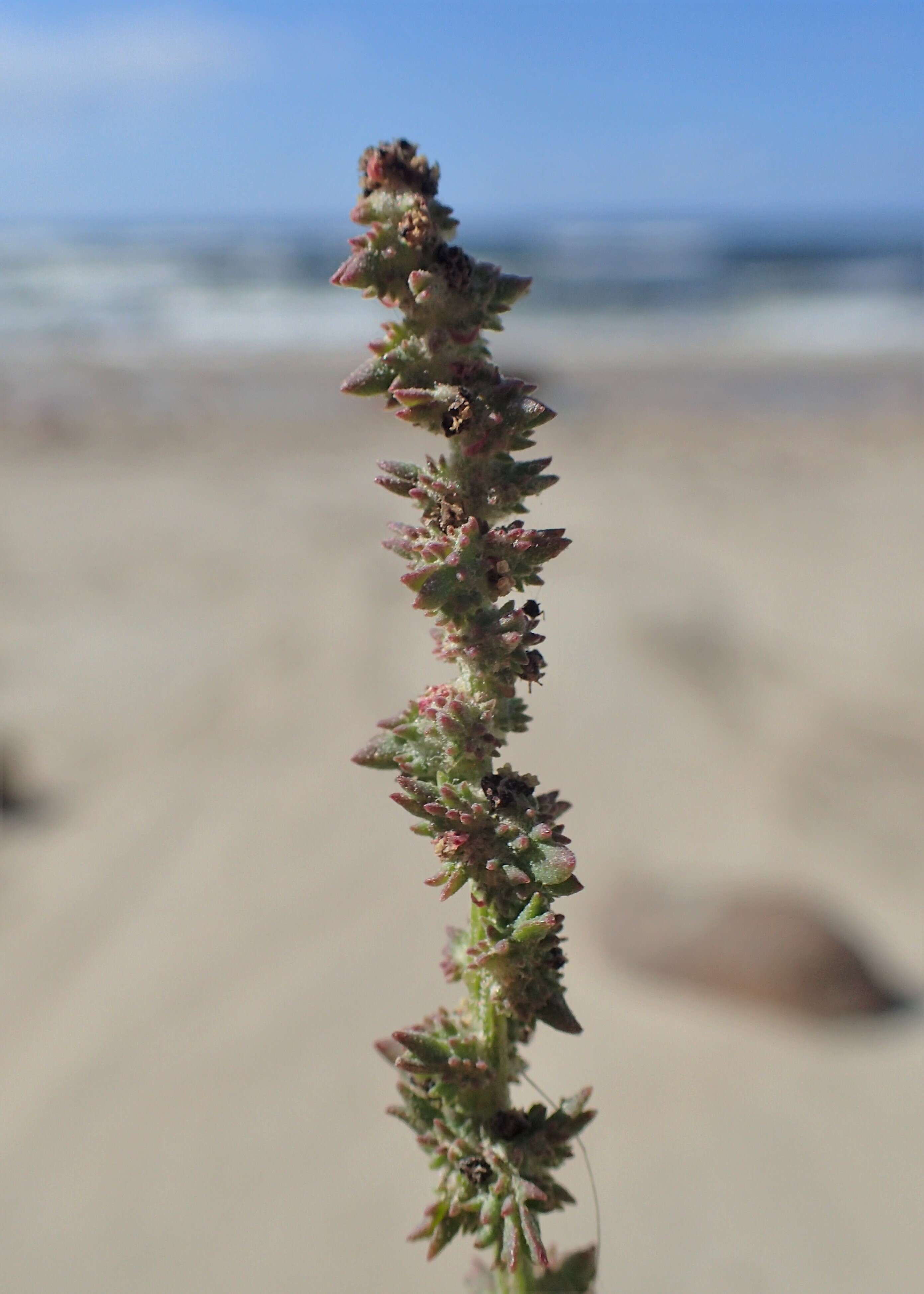 Image of Grass-leaved orache