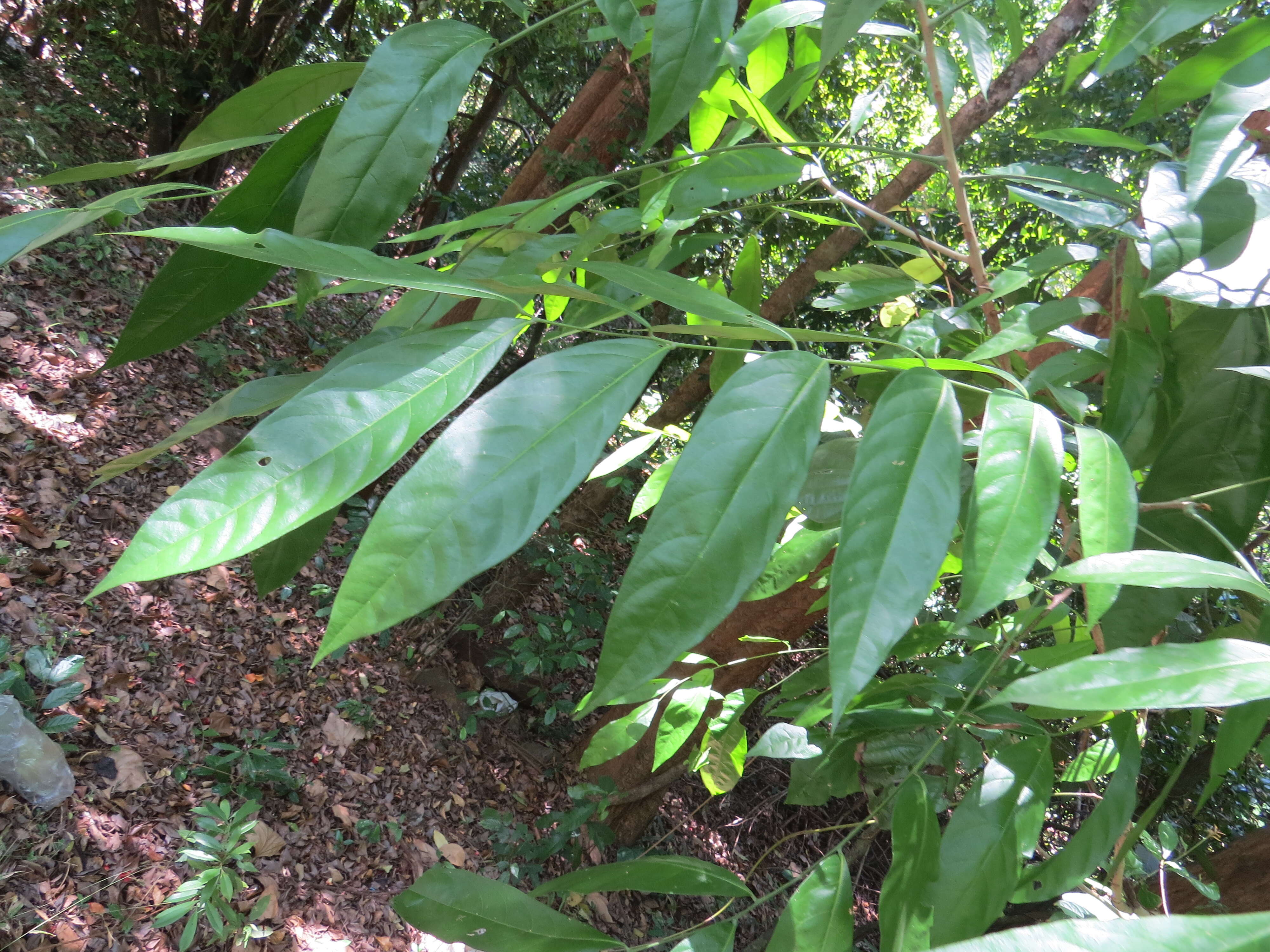 Image of tulip-wood tree