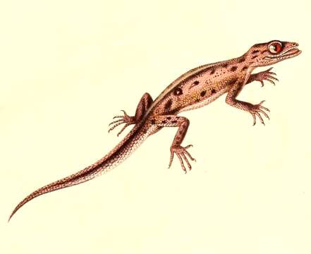 Image of South American Leaf-toed Gecko