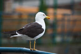 Image of Lesser Black-backed Gull