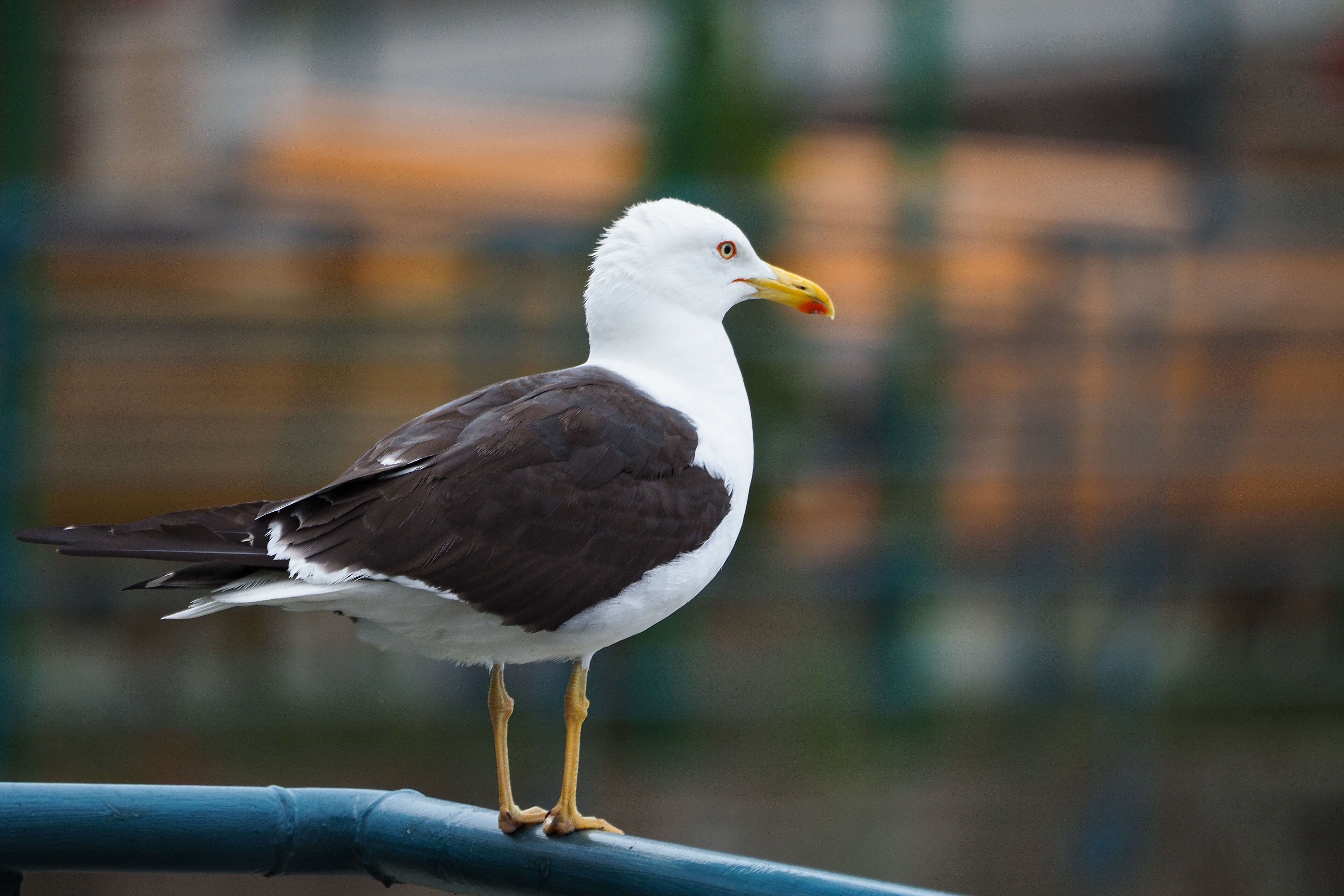 Image of Lesser Black-backed Gull