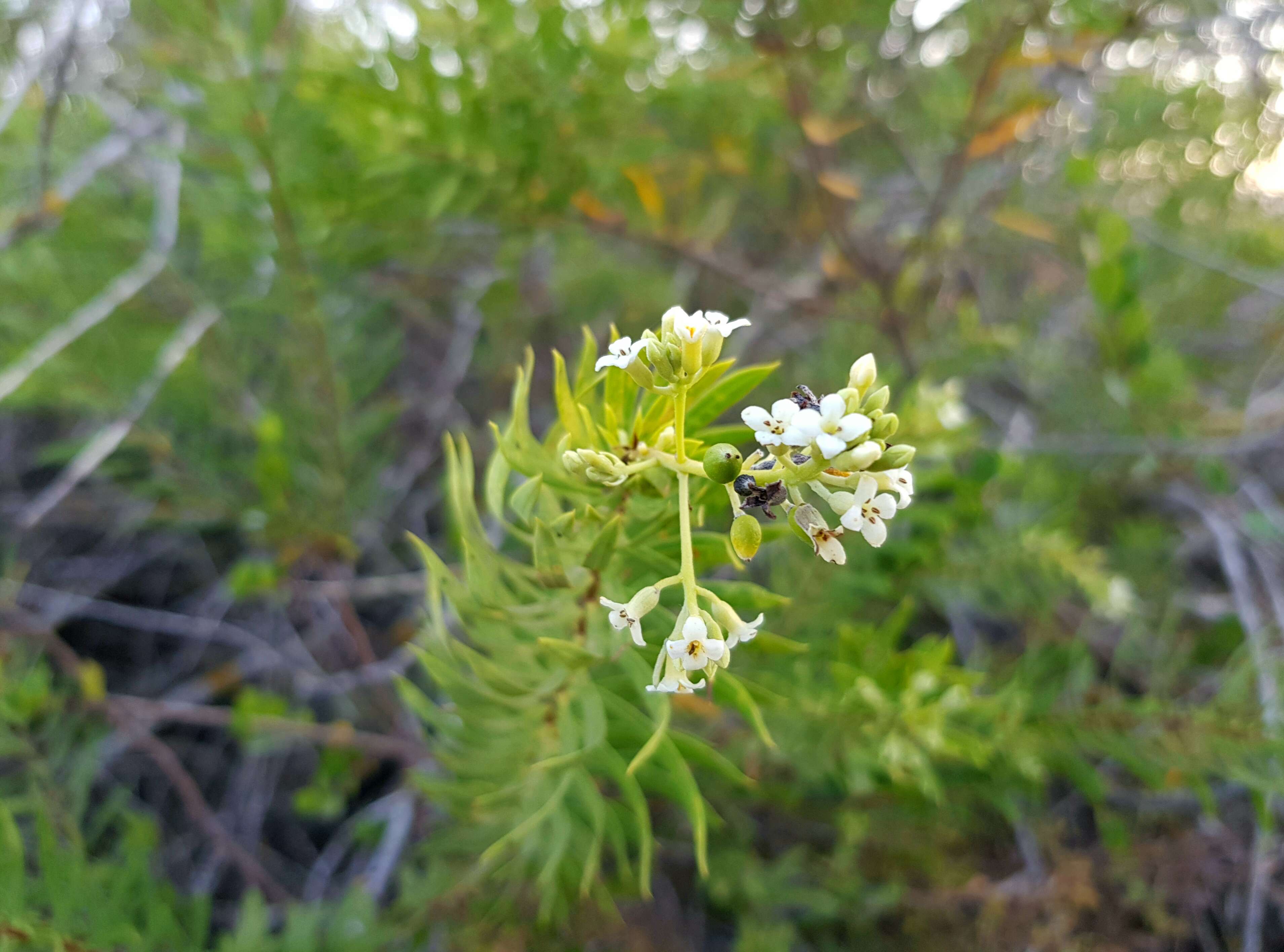 Image of Flax-Leaved Daphne