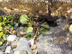 Image of teesdale violet