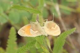 Image of Common Ringlet