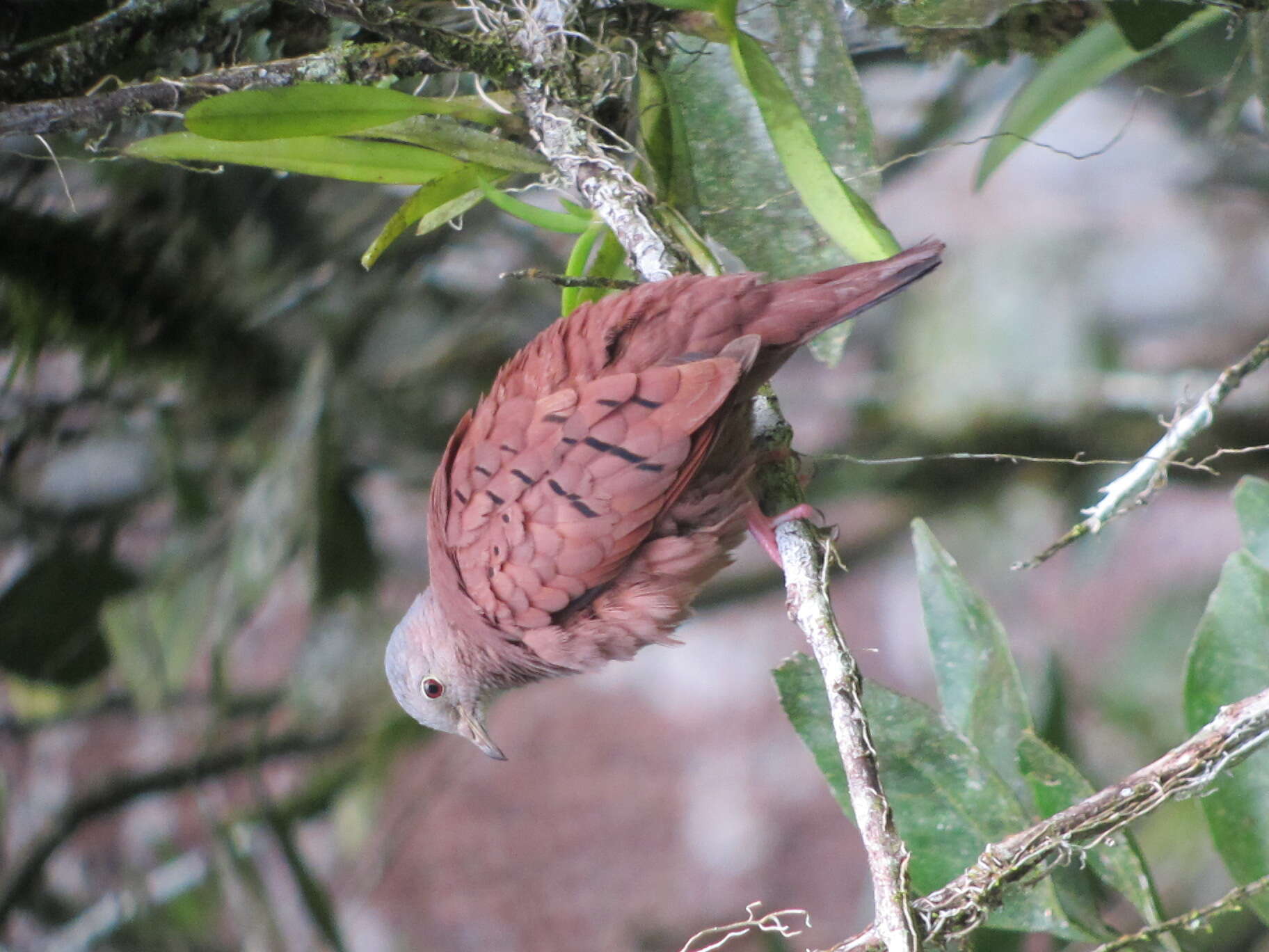 Image of Ruddy Ground Dove