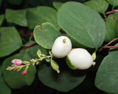 Image of common snowberry