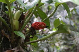 Image of philodendron