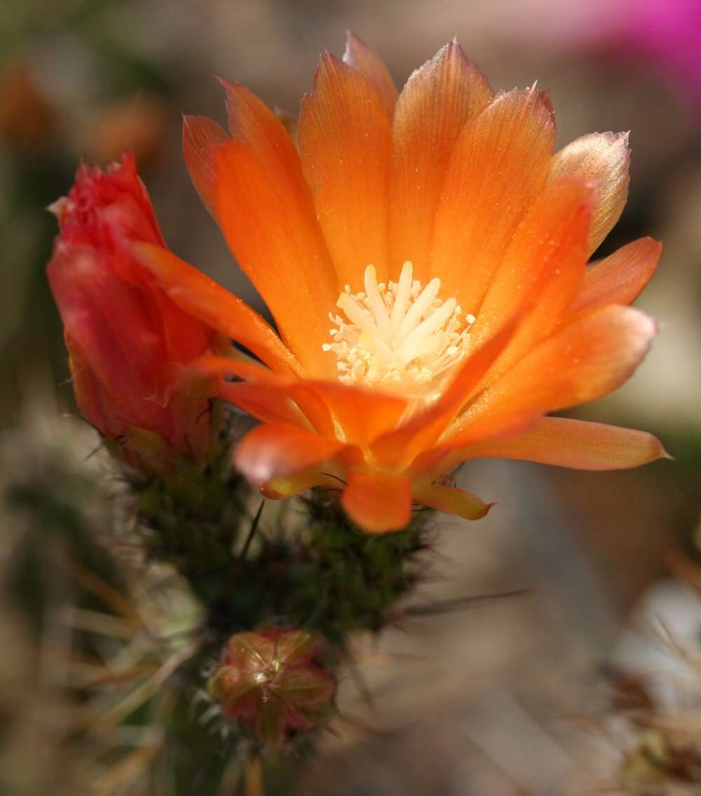 صورة Corryocactus apiciflorus (Vaupel) Hutchison