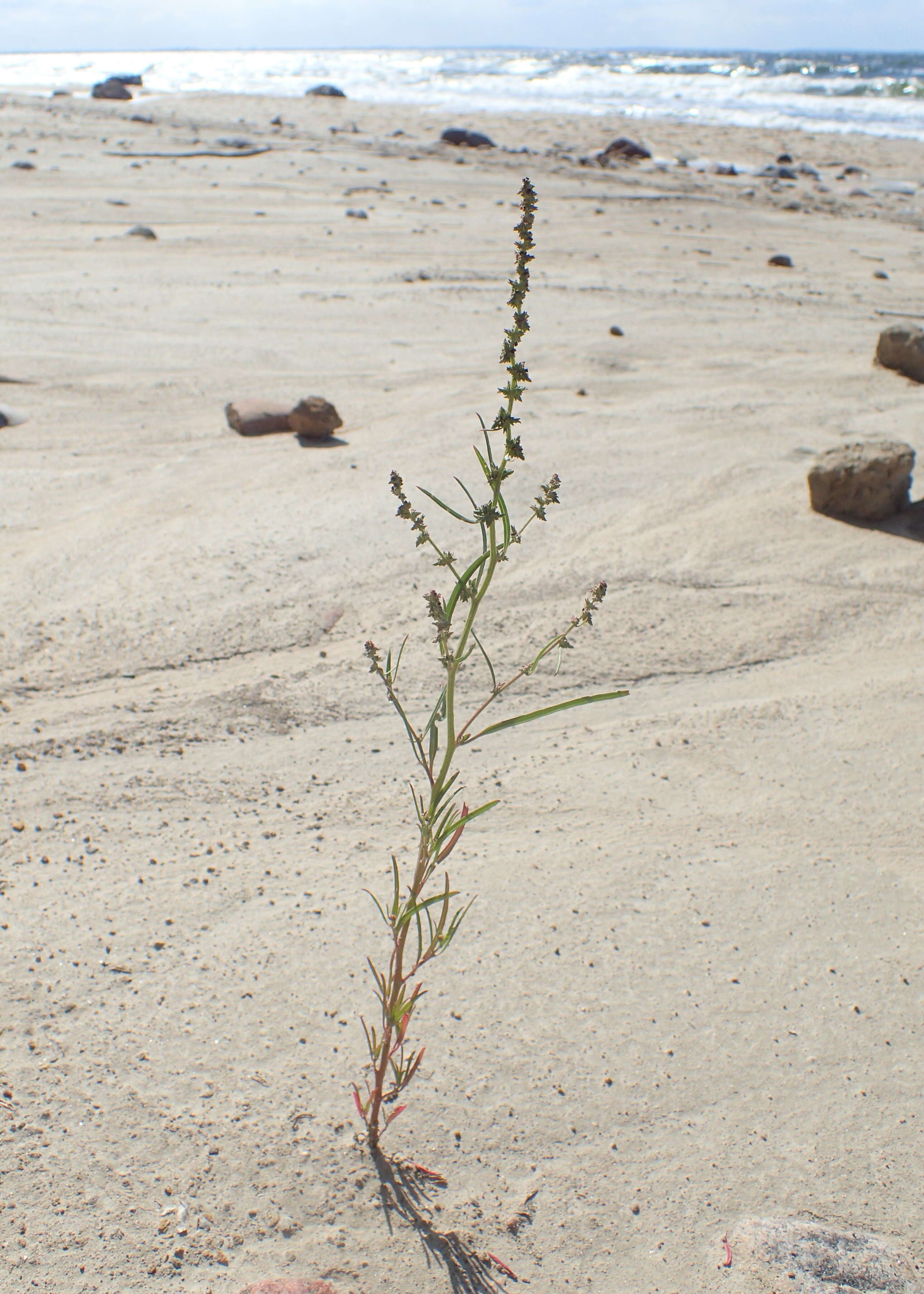 Image of Grass-leaved orache