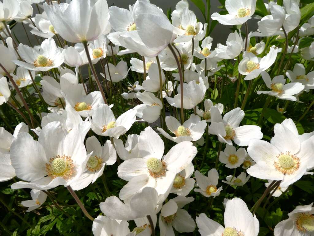 Image of Snowdrop Anemone