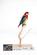 Image of Eastern Rosella