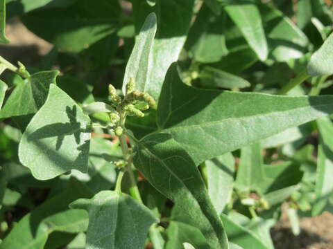 Image de Atriplex sagittata Bkh.