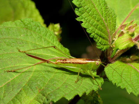 Image of Short-winged Meadow Katydid