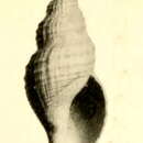 Image of Phymorhynchus chevreuxi (Dautzenberg & H. Fischer 1897)