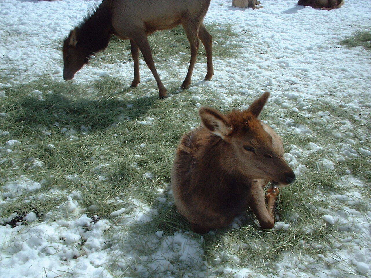 Image of Cervus canadensis nelsoni