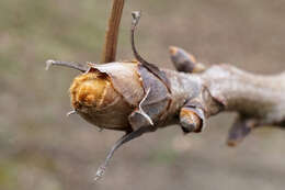 Image of shellbark hickory