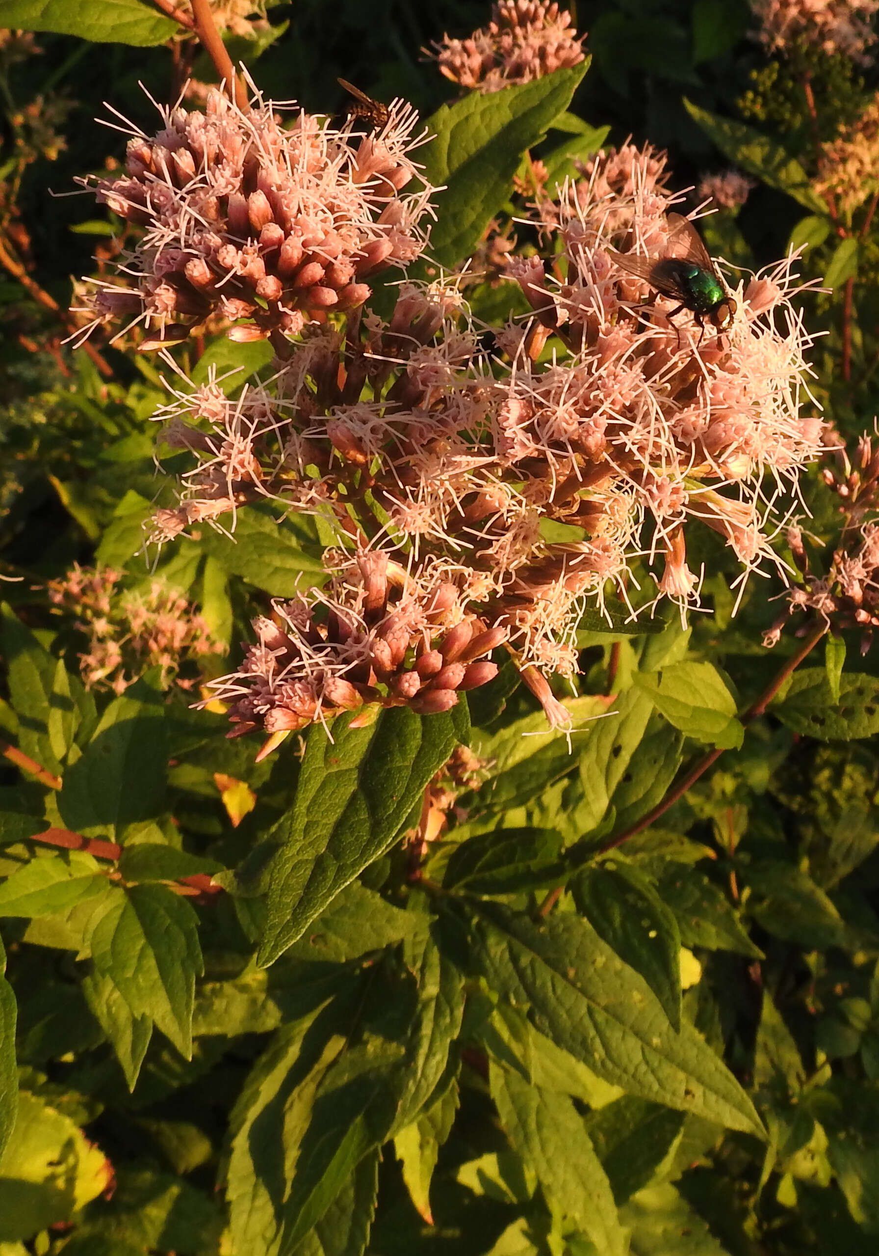 Image of hemp agrimony