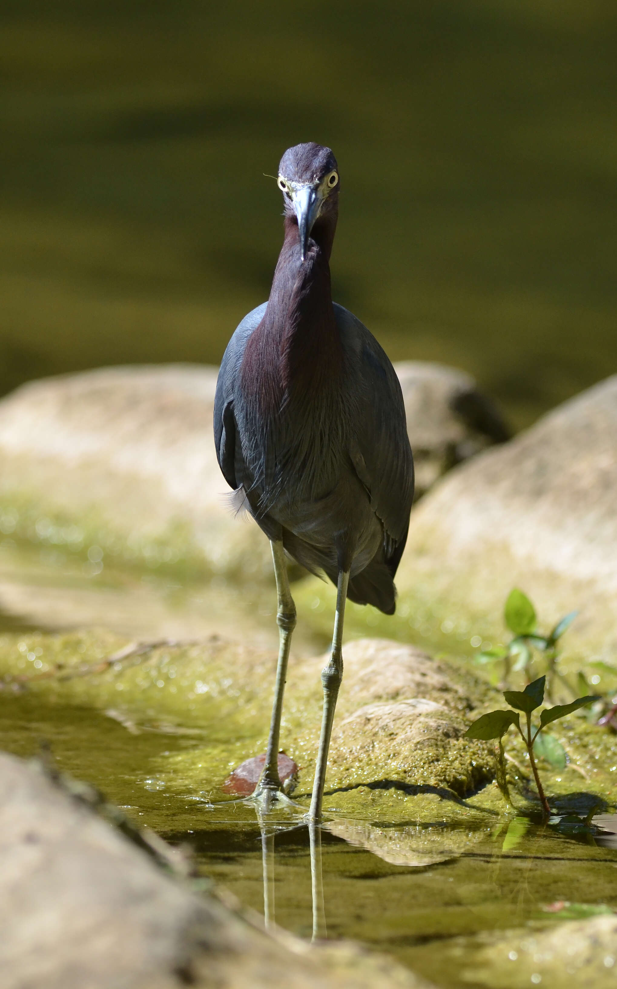 Image of Little Blue Heron