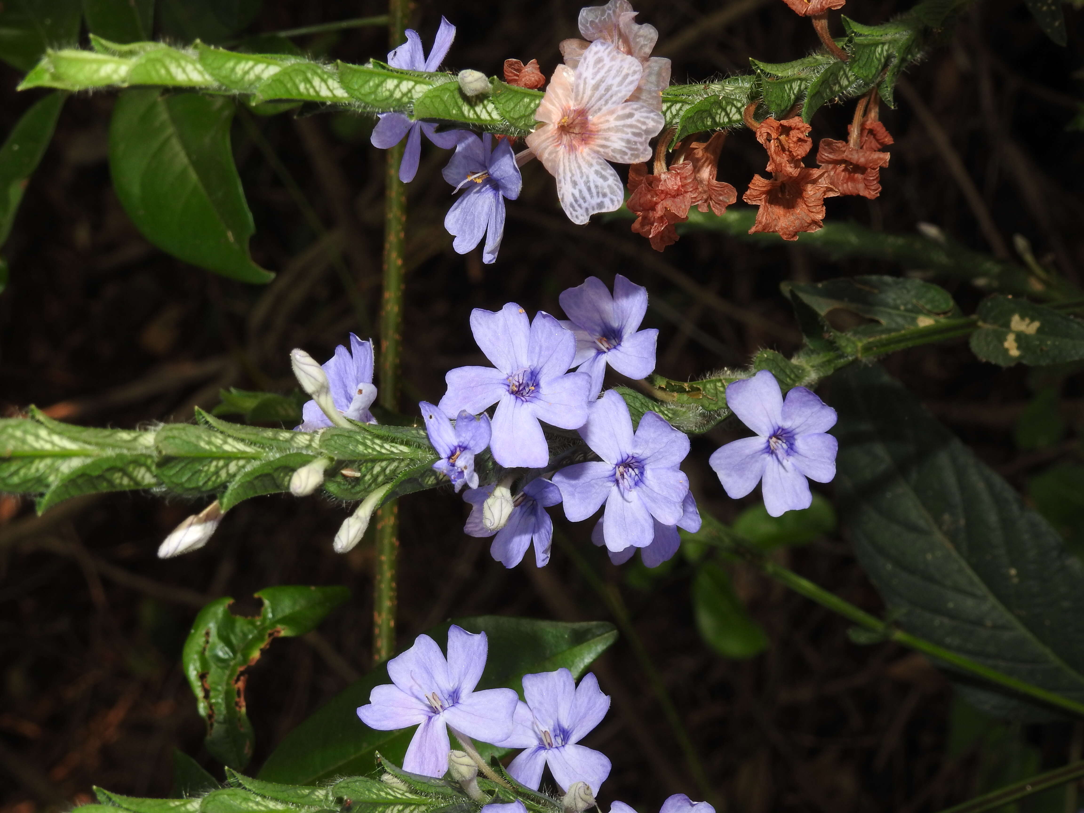 Image of Eranthemum roseum (Vahl) R. Br.