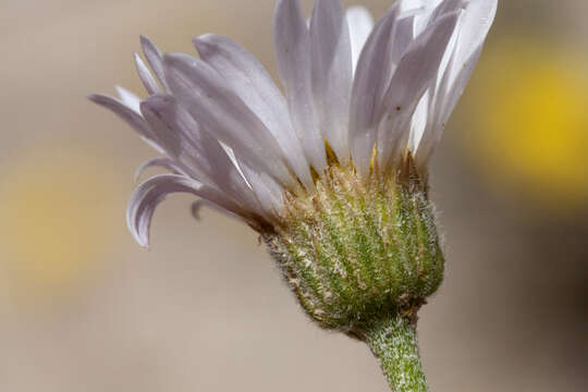 Image of basin fleabane