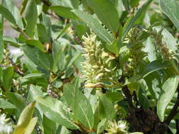 Image of mountain willow